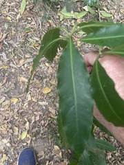 Pittosporum undulatum