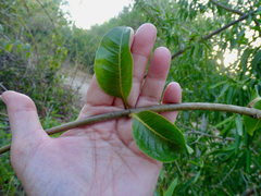 Cryptostegia grandiflora
