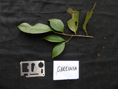 Garcinia