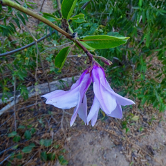 Cryptostegia grandiflora