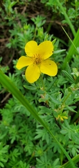 Dasiphora fruticosa