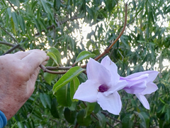 Cryptostegia grandiflora