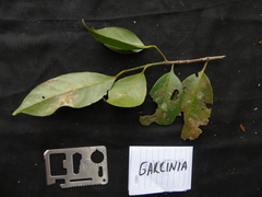 Garcinia