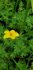 Dasiphora fruticosa