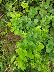 Rhynchosia komatiensis