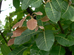 Madhuca longifolia latifolia