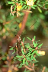 Acracantha sydneyensis