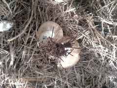 Russula