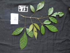 Vitex vestita