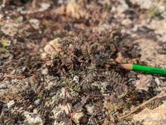 Dalea mollissima