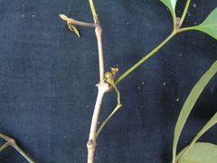Vitex vestita