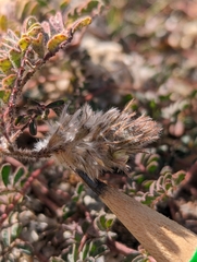 Dalea mollissima
