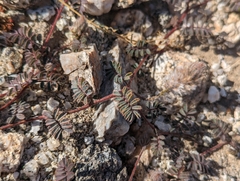 Dalea mollissima
