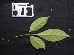 Vitex vestita