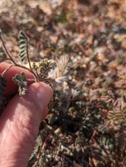Dalea mollissima