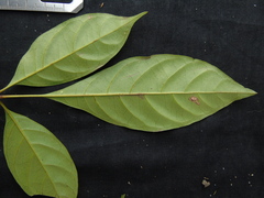 Vitex vestita