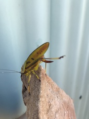 Metholce nigritarsis