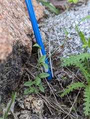 Neogaerrhinum filipes