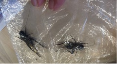 Teleogryllus commodus