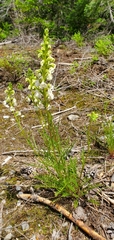 Pedicularis contorta