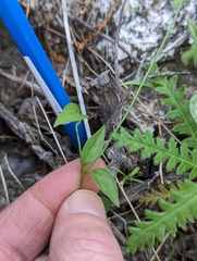 Neogaerrhinum filipes