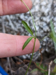 Neogaerrhinum filipes