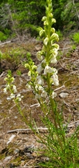 Pedicularis contorta