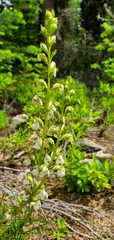 Pedicularis contorta
