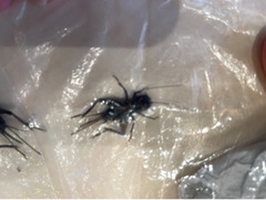 Teleogryllus commodus