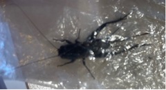 Teleogryllus commodus