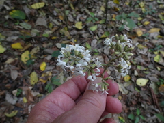 Cordia alliodora
