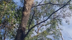 Podargus strigoides brachypterus