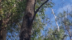 Podargus strigoides brachypterus