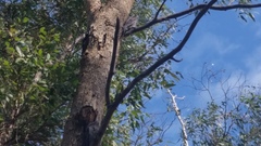 Podargus strigoides brachypterus