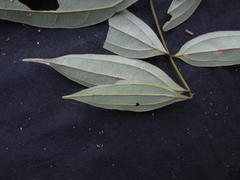 Cinnamomum