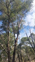 Podargus strigoides brachypterus