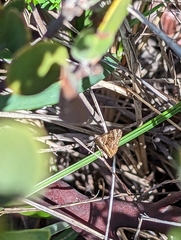 Epirrhoe plebeculata