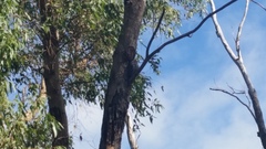 Podargus strigoides brachypterus