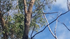 Podargus strigoides brachypterus