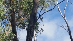 Podargus strigoides brachypterus