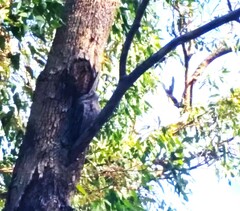 Podargus strigoides brachypterus