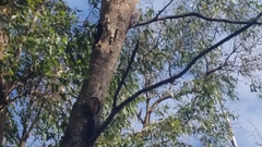 Podargus strigoides brachypterus