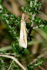 Hednota grammellus