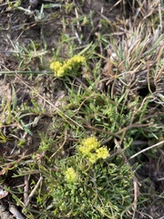 Lomatium caruifolium