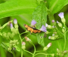 Aethaloessa