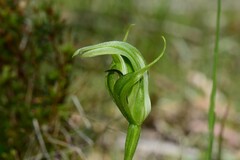 Pterostylis monticola