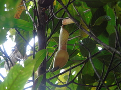 Nepenthes tobaica