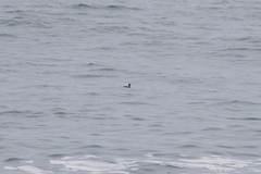 Melanitta perspicillata