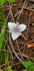 Calochortus elegans