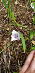 Calochortus elegans